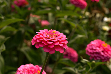 pink flower
