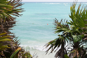 palm trees on the beach