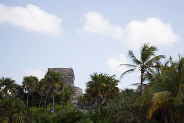 palm trees on the beach