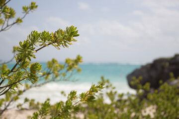 pine tree on the beach