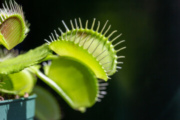 This image shows a macro abstract texture view of a Venus flytrap (dionaea muscipula) carnivorous...