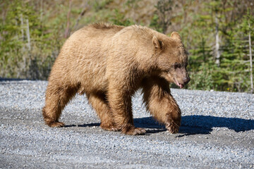 Cinnamon coated American black bear (Ursus americanus) takes a stroll down a gravel road, Spray Lakes Provincial Park, Kananaskis Country, Alberta, Canada .