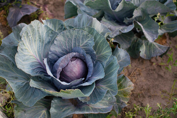 Fototapeta na wymiar Purple Cabbage is growing on a cultivation field