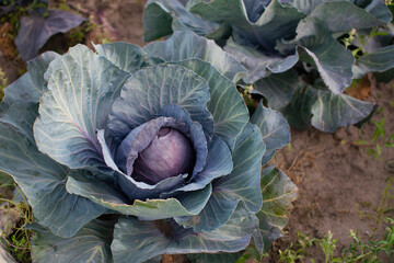 Fototapeta premium Purple Cabbage is growing on a cultivation field