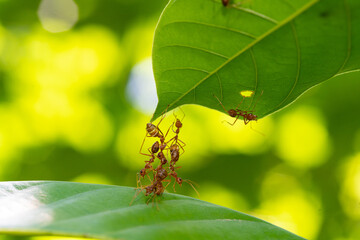 Ant action standing.Ant bridge unity team,Concept team work together Red ant,Weaver Ants (Oecophylla smaragdina),Action of ant carry food