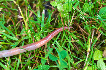Useful Earthworm in the Nature