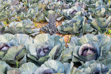 Fototapeta na wymiar Purple cabbage is flowering in a cultivation field