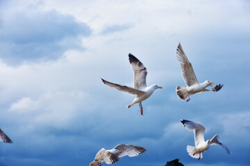 seagulls in the sky