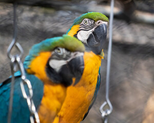 blue and gold macaw