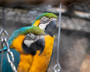 blue and gold macaw