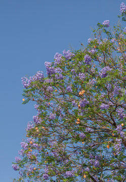 Palisanderbaum, Jacaranda mimimosifolia