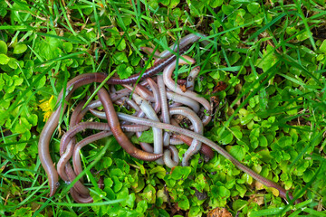 Useful Earthworm in the Nature