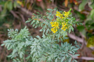 common rue female (Ruta graveolens)  in bloom with blurred background