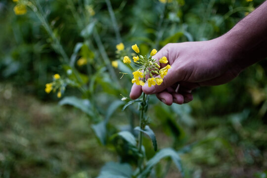 Man harvesting Arugula (Diplotaxis tenuifolia) flowers in a garden for cooking decoration. With copy space and selective focus.