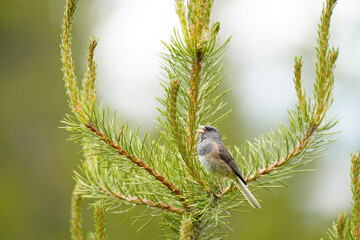 Dark-eyed Junco perched