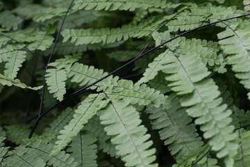 Adiantum formosum 1