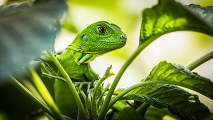 Iguana