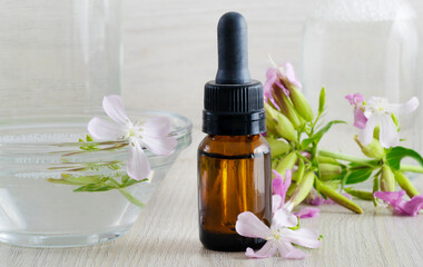 Saponaria Soapwort essence oil with saponina in a jar and in a vowl over a wooden white table with flowers on it