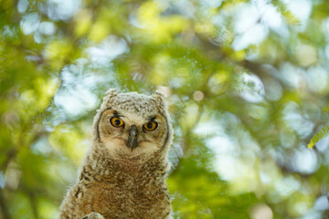 Great Horned Own Chick