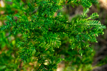 Close up macro view of Coast Redwood Sequoia (Sequoia sempervirens) leaves with green blurred background and copy space