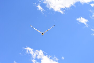 Seagull Flying over the Blue and White Sky with some Clouds Migrating to Another Place