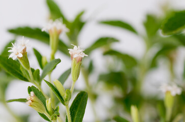 White stevia´s  flower in bloom. Close up macro view