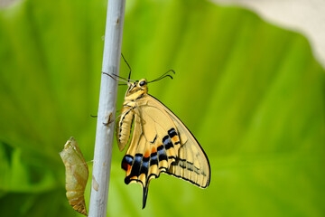 美しいアゲハ蝶の羽化 - obrazy, fototapety, plakaty