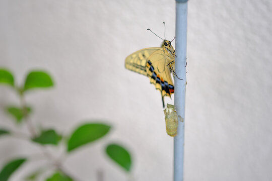 揚羽蝶 Images Browse 1 211 Stock Photos Vectors And Video Adobe Stock