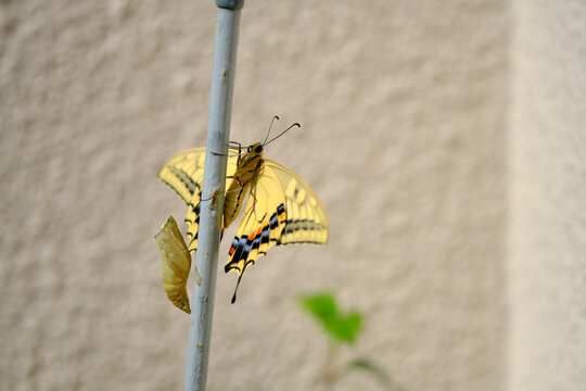 揚羽蝶 Images Browse 1 276 Stock Photos Vectors And Video Adobe Stock