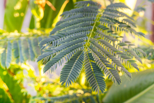 Young Timbo (Enterolobium contortisiliquum) branch with leaves with green and yellow blurred background and copy space