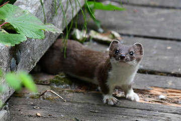 A stoat or short-tailed weasel (Mustela erminea), also known as the ermine, searches for food along the boardwalk at Alaska's Russian River.