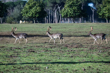 three young deer walk one behind the other on the meadow
