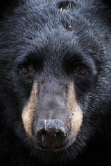 Portrait of a wild Alaska black bear (Ursus americanus) showing battle scars.