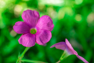 Pink wood sorrel (oxalis articulata) flower in bloom with green blurred background and copy space.