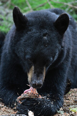 A black bear (Ursus americanus) snacks on a salmon carcass left behind by anglers on Alaska's Russian River