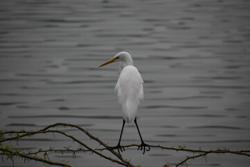 great white erget