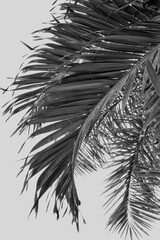 Beautiful of black and white tropical leaves plant background or texture