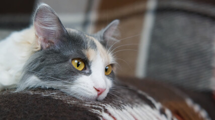Domestic short-haired cat in home