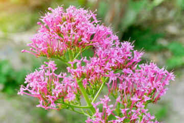 Red Valerian (Centranthus ruber) flower in bloom on a green blurred background with sunlight coming...