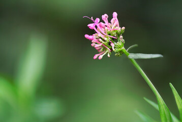 Red Valerian flower in bloom on a green blurred background