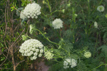 Carrots blooming in spring. White carrots flowers blooming with a green background - obrazy, fototapety, plakaty