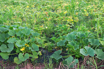 Cucurbita Maxima var. zapallito, cultivation on south america