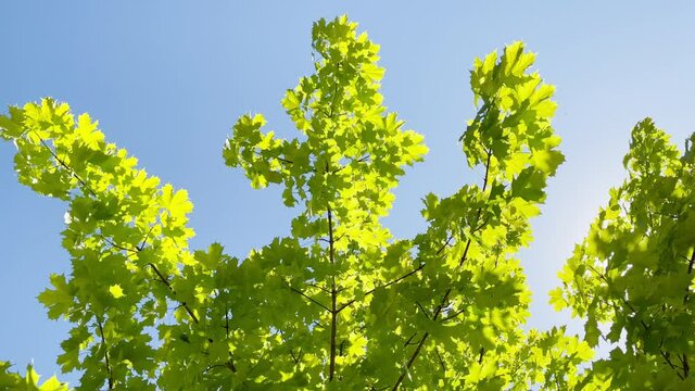 Brightly green leaves develop a wind in a sunlight, the blue sky on a background