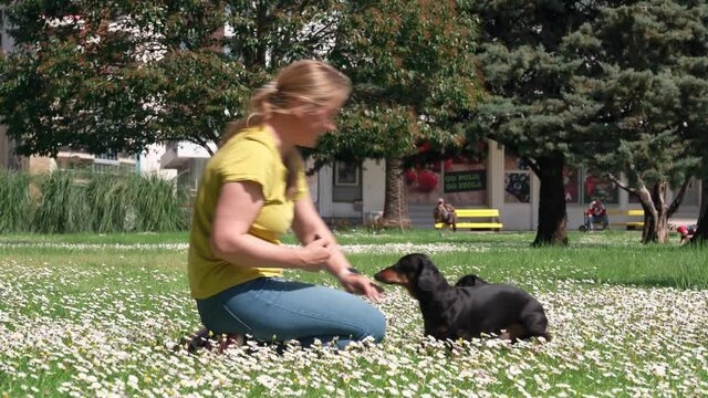 Young female blogger wearing glasses tries to photograph two active dachshund dogs on lawn strewn with white daisies in city park using her smartphone. She gives pets treats as reward.