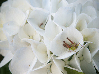 Fototapeta na wymiar 白の紫陽花と昆虫