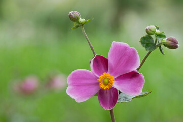 シュウメイギク　秋明菊