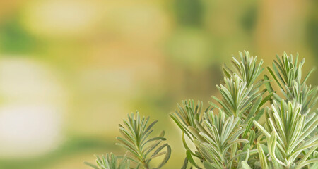 Lavander's branches on a green blurred background with negative space.