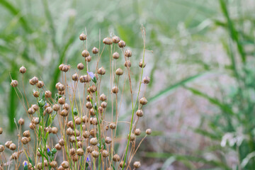 flax capsules on a field  ready to harvest