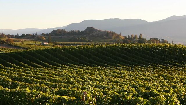 Winery Vineyards Naramata Bench Penticton Okanagan Valley