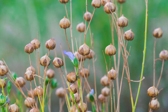Close up photo of a flax flower in middle of ripe flax capsules on a green blurred background